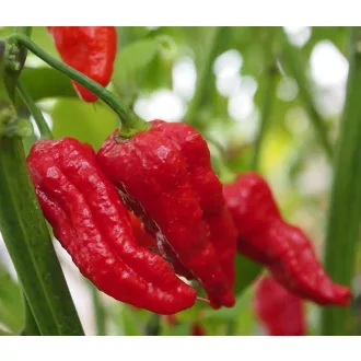 Paprika Bhut Jolokia Red Chili ZFW - 50 szem