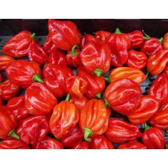 Paprika Habanero Red Chili ZFW - 50 szem