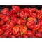 Paprika Habanero Red Chili ZFW - 50 szem