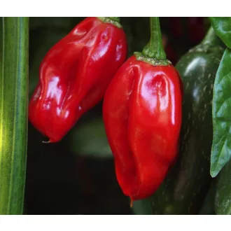 Paprika Naga Morich Chili ZFW - 50 szem