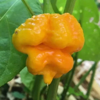 Paprika Trinidad Morgua Scorpion Yellow Chili ZFW - 50 szem