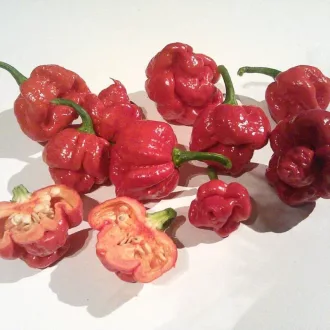 Paprika Trinidad Morgua Scorpion Red Chili ZFW - 50 szem