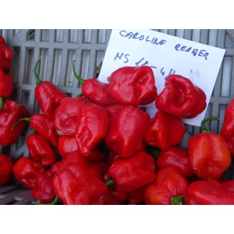 Paprika Carolina Reaper Red Chili ZFW - 50 szem