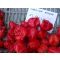 Paprika Carolina Reaper Red Chili ZFW - 50 szem