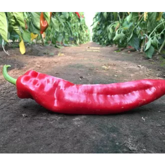 Paprika Delicado F1 Bocskor Capsico - 1000 szem