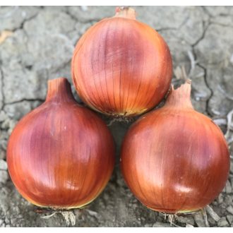   Vöröshagyma Lunika F1 Precíziós Mag Cora Seeds - 100.000 szem