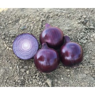 Vöröshagyma Fiamma F1 Lila Cora Seeds - 100.000 szem