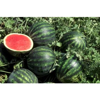 Görögdinnye NIKAS F1 Cora Seeds - 1000 szem