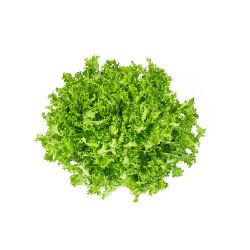 Saláta ASTENAL RZ Endívia (11-214) -  1000 szem