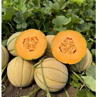 Sárgadinnye Tullio F1 Hazera Genetics - 100 szem