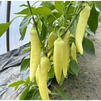 Paprika Bardhi F1 Orosco - 500 szem