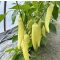 Paprika Bardhi F1 Orosco - 500 szem