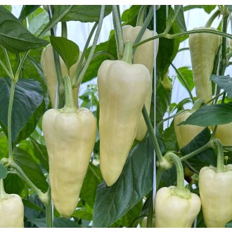 Paprika Shelton F1 Orosco - 500 szem
