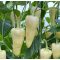 Paprika Shelton F1 Orosco - 500 szem