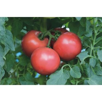 Paradicsom Pink Treat F1 Takii Seed - 100 szem