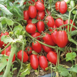 Paradicsom Cesarino F1 Unigen Seeds - 1000 szem