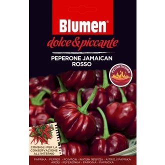PAPRIKA Jamaicai Rosso F1 Chili BLUMEN - 0.08g