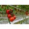 Paradicsom Resisdom (72-IM8732) F1 RZ - 100 szem