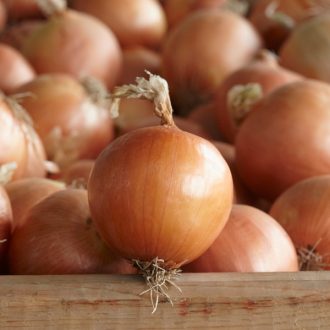 Vöröshagyma Disko F1 SYNGENTA - 250.000 szem