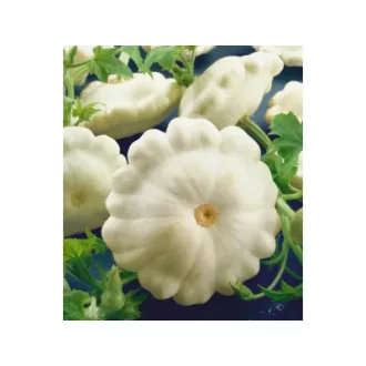 Patisszon Custard White Bejo - 1kg