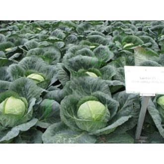 FEJESKÁPOSZTA LANDINI F1 PREC. 2-2,5mm Alfal. - 2500 szem
