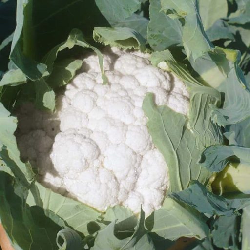 Karfiol Faston F1 Esasem - 2500 szem