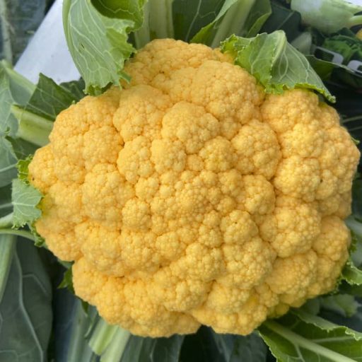 Karfiol Lisboa F1 Esasem - 2500 szem