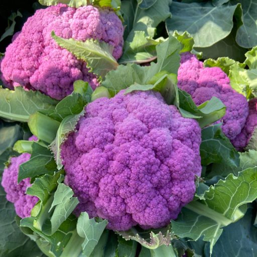 Karfiol Purpurine F1 Esasem - 2500 szem