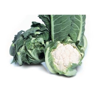 Karfiol JERICHO F1 Esasem - 2500 szem