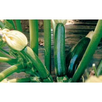 Cukkini Verno F1 Esasem - 500 szem