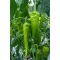 Paprika Verdolino F1 RZ - 100 szem