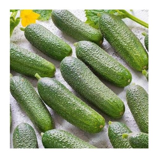 Uborka Corentine F1 Seminis - 250 szem