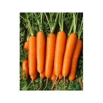 Sárgarépa Darina ZFVW - 25.000 szem