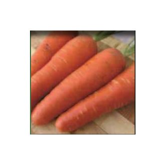 Sárgarépa Francis ZFW - 25.000 szem