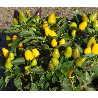 Paprika Kordara Chili ZFW - 500 szem