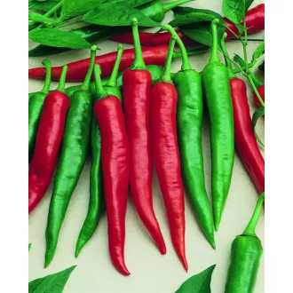 Paprika Kora Zel Semo - 500 Szem