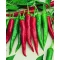 Paprika Kora Zel Semo - 500 Szem