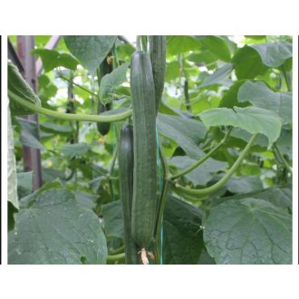 Uborka Columna F1 Kígyó Kermester - 12 Szem