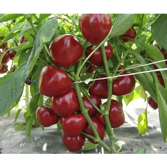 Paprika Dumas Moravo ZFW - 1000 szem