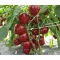 Paprika Dumas Moravo ZFW - 1000 szem