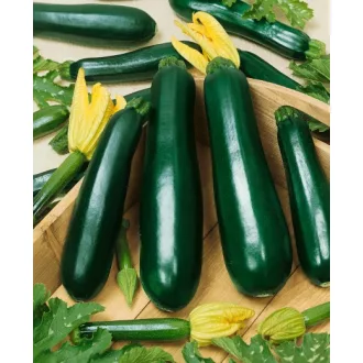 Cukkini Terminator F1 Alfal. - 1000 szem