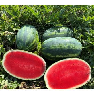 Görögdinnye Valzer (CRX 10863) F1 Cora Seeds - 100 szem