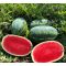 Görögdinnye Valzer (CRX 10863) F1 Cora Seeds - 100 szem
