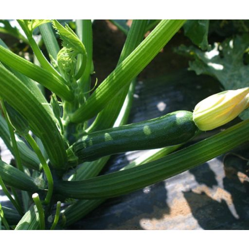 Cukkini Aretusa F1 Enza - 500 szem