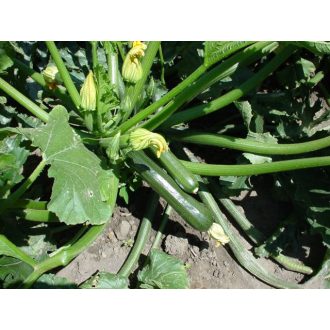 Cukkini Leila F1 Enza - 100 szem