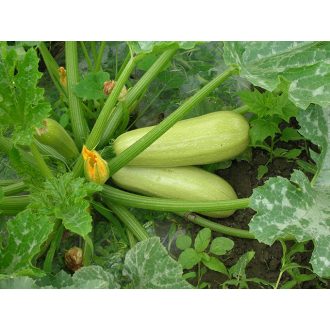 Cukkini Milet F1 Enza - 250 szem