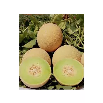 Sárgadinnye Galia F1 Agro Tip - 100 szem