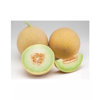 Sárgadinnye Migdal F1 Enza - 100 szem