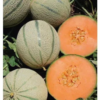 Sárgadinnye Eminenza F1 Enza - 100 szem