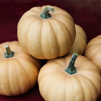 Sütőtök Toledo F1 Bobby - 250 szem